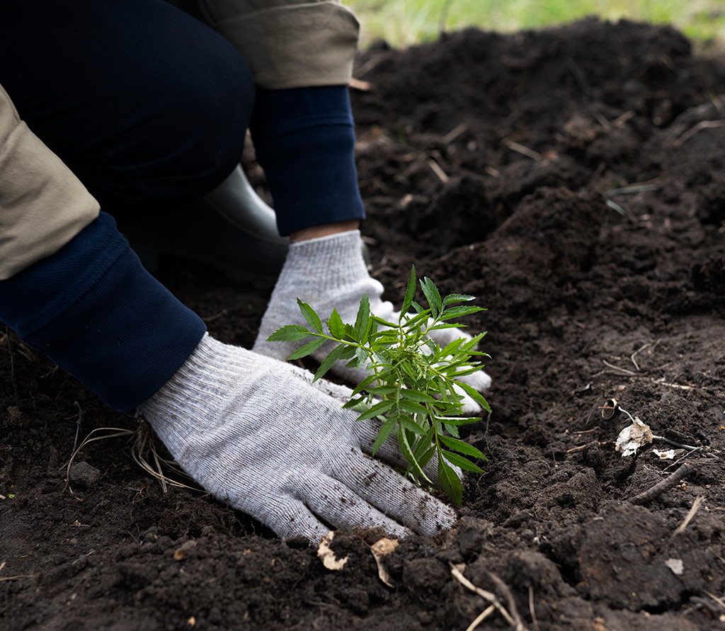 TCF Rosignoli Logistics dà vita a una nuova area verde a Roncoferraro