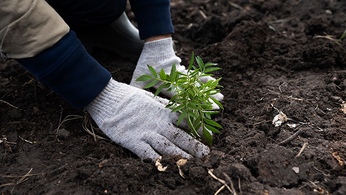 TCF Rosignoli Logistics creates a new green area in Roncoferraro